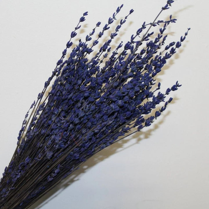 Dark Blue Lavender Flower Seeds for Planting - Heirloom, Non-GMO, High Germination Organic Garden Seeds