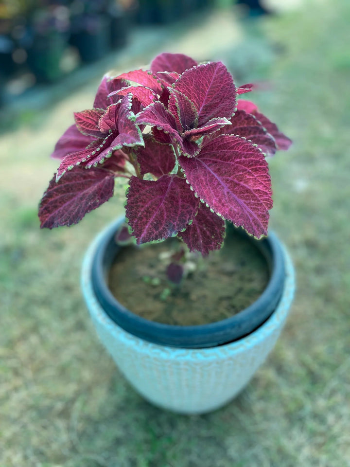Violet Coleus Flower seeds for Planting – Garden Favorite, Heirloom &amp; Non-GMO Seeds for Home Garden