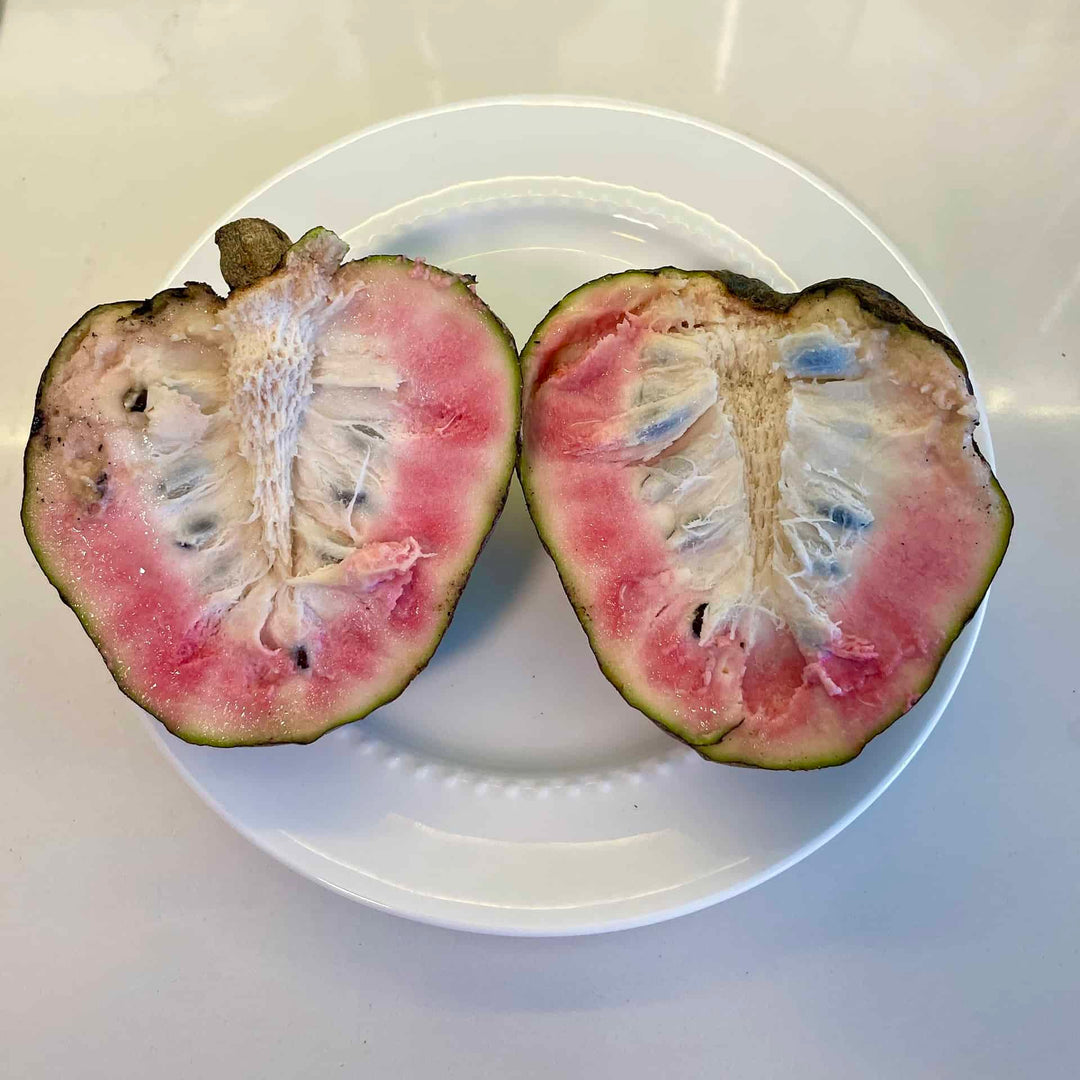 Red Custard Apple seeds for planting - Heirloom & Non-GMO exotic fruit tree garden seeds