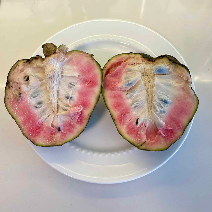 Red Custard Apple seeds for planting - Heirloom & Non-GMO exotic fruit tree garden seeds