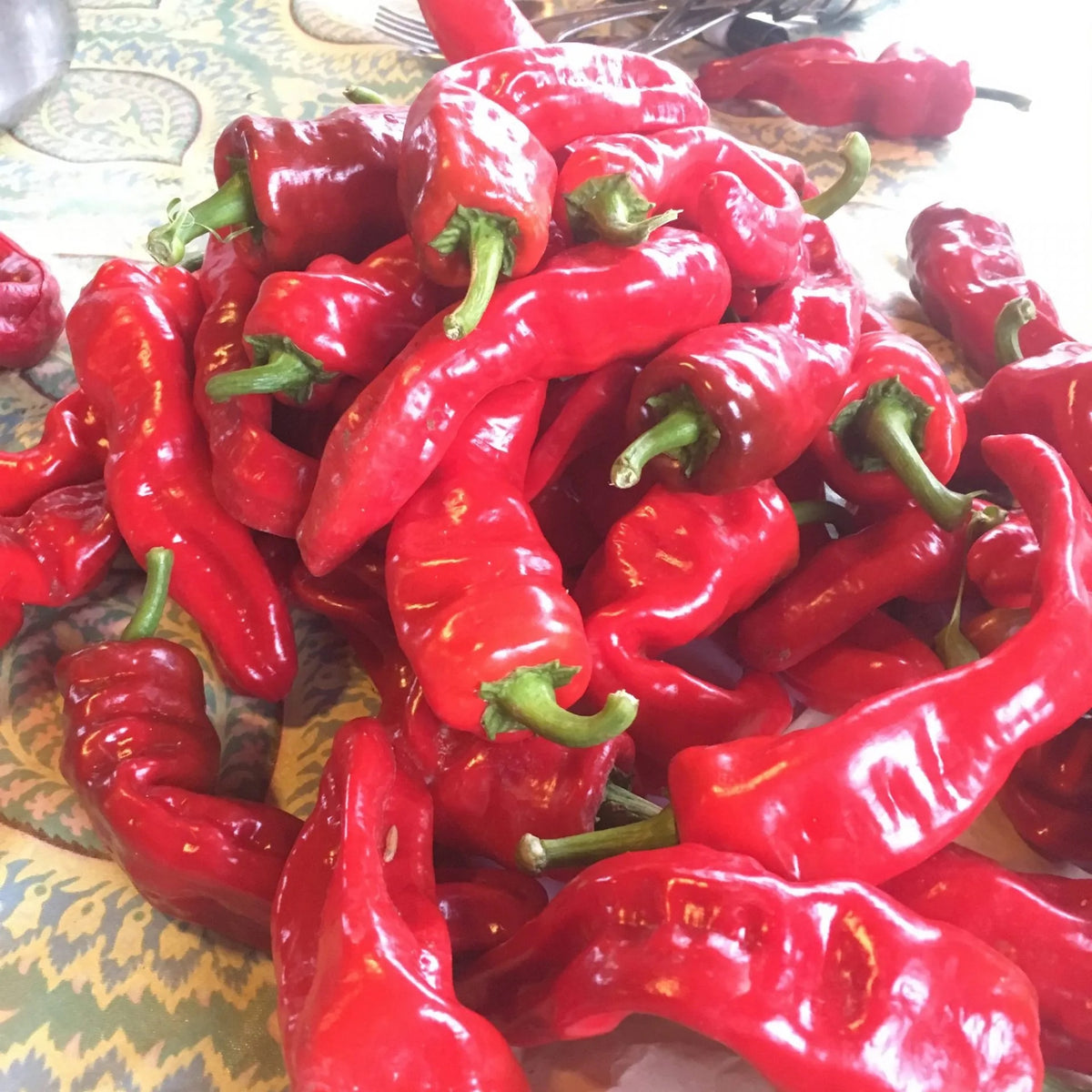 Melrose Pepper Seeds for Planting – Heirloom, Non-GMO, Sweet Italian Variety – High Germination