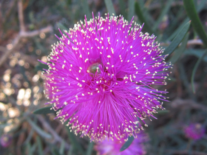Pink Melaleuca Flower Seeds for Planting – Unique Fragrant Blooms