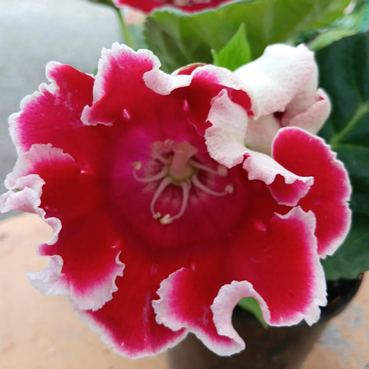 Deep Red Gloxinia Flower Seeds for Planting – Heirloom, Non-GMO, High Germination Organic Garden Seeds