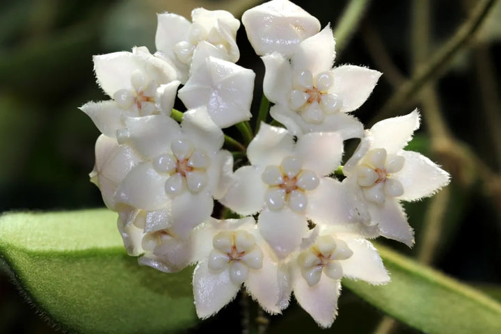 White Hoya Flower Seeds – Drought Tolerant, Heirloom &amp; Non-GMO for Home Garden