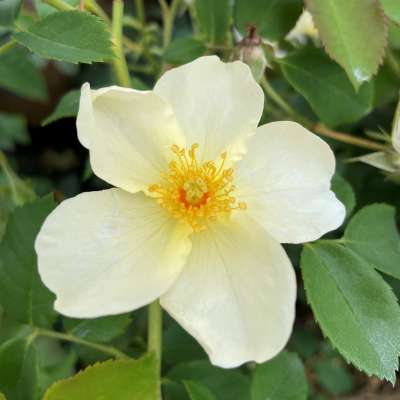 White Rosa Xanthina Flower Seeds for Planting – Heirloom, Non-GMO, Long Bloom Season, High Germination