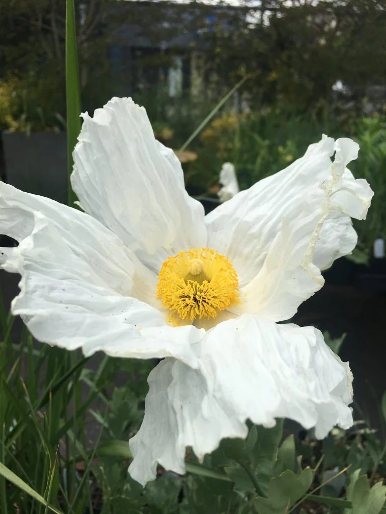 Coulteri Flower seeds for Planting - Cottage Garden Essential, Heirloom &amp; GMO Free Seeds for Home Garden High Germination