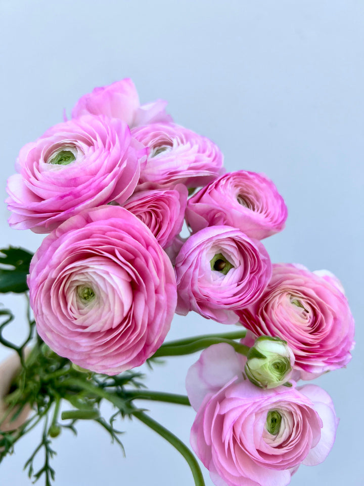 Light Pink Ranunculus Seeds Flower Seeds for Planting – Heirloom, Non-GMO, High Germination, Organic
