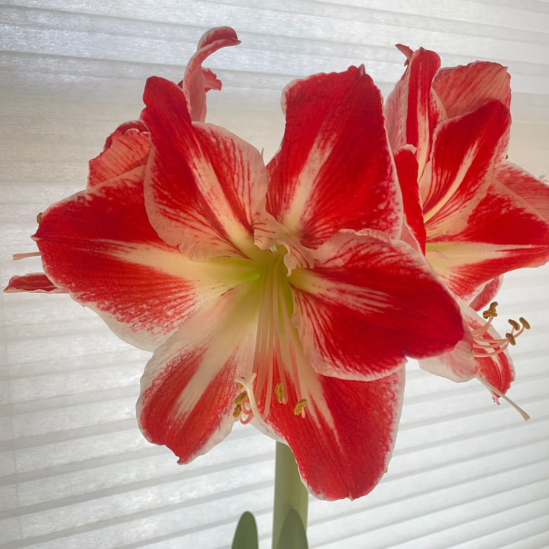 Red White Amaryllis Flower Seeds for Planting – Heirloom, Non-GMO, High Germination Organic Garden Seeds
