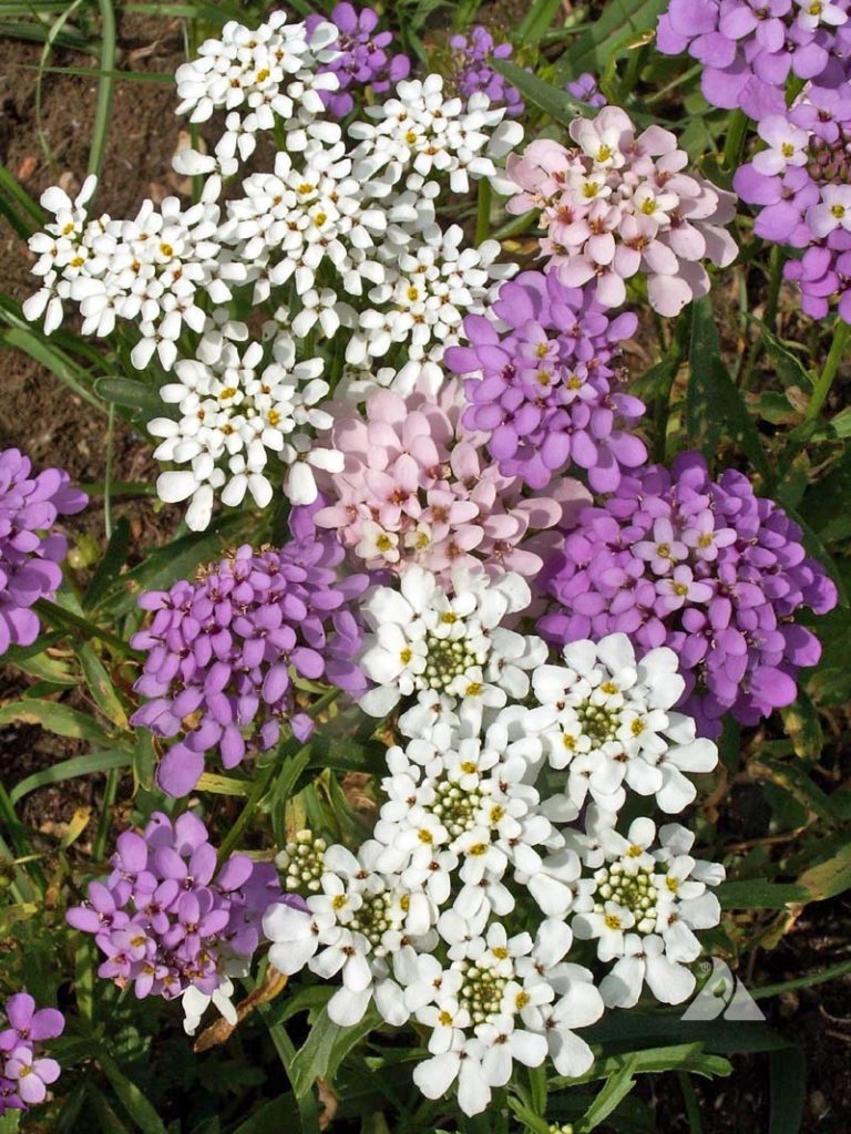 Candytuft Flower Seeds for Planting – Heirloom, Non-GMO, High Germination Organic Garden Seeds