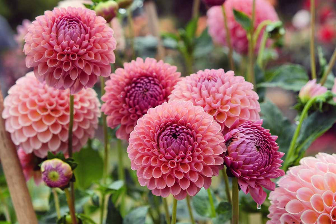 Pink Mix Two Color Dahlia Flower Seeds for Planting - Heirloom, Non-GMO, High Germination Seeds