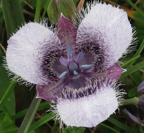 Calochortus Flower seeds for Planting - Bright Blooms, Heirloom & GMO Free Seeds for Home Garden, Organic Garden Seeds