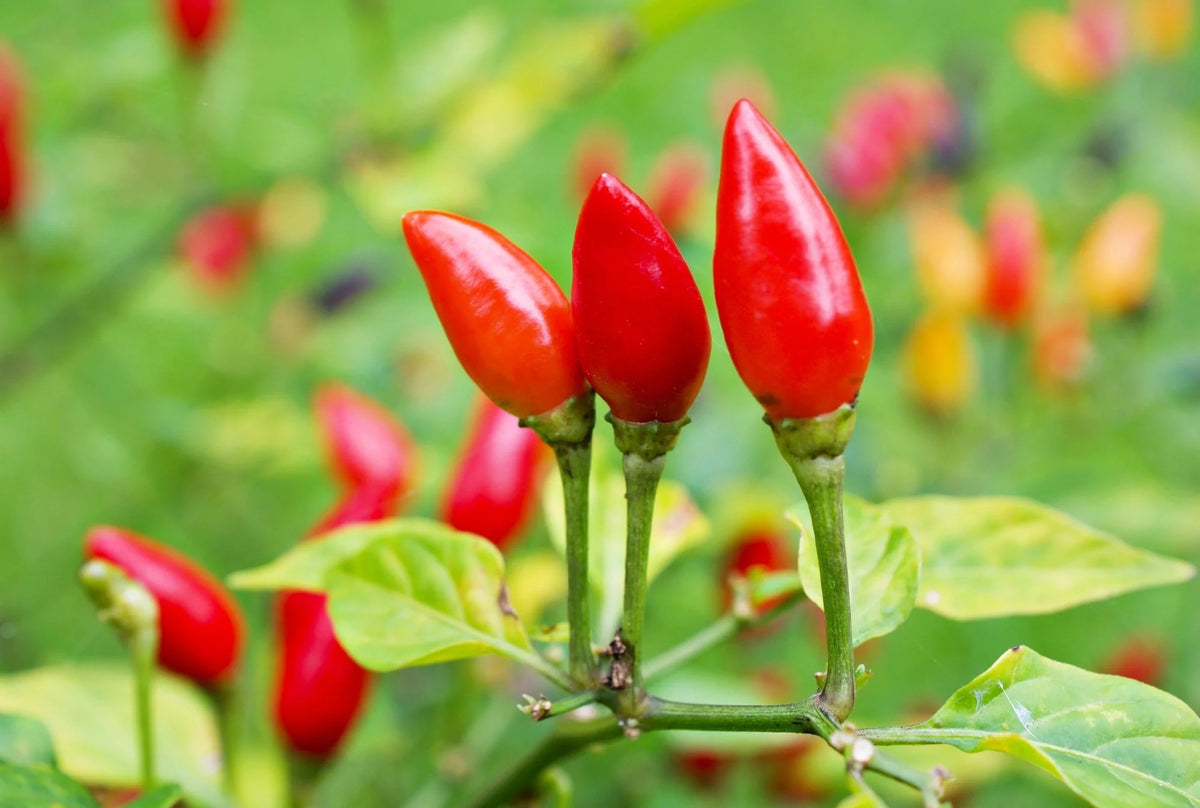 Pequin Pepper Seeds – Heirloom Non-GMO Tiny Spicy Chili Vegetable Seeds for Planting, Organic Garden Seeds