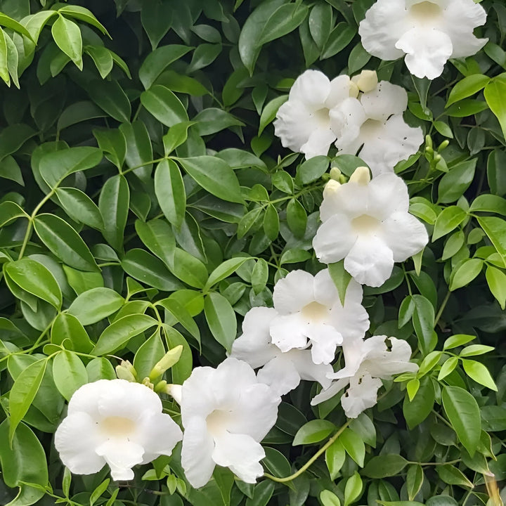 Heirloom Jasminoids Flower Seeds for Planting – Non-GMO, Premium Quality Organic Garden Seeds