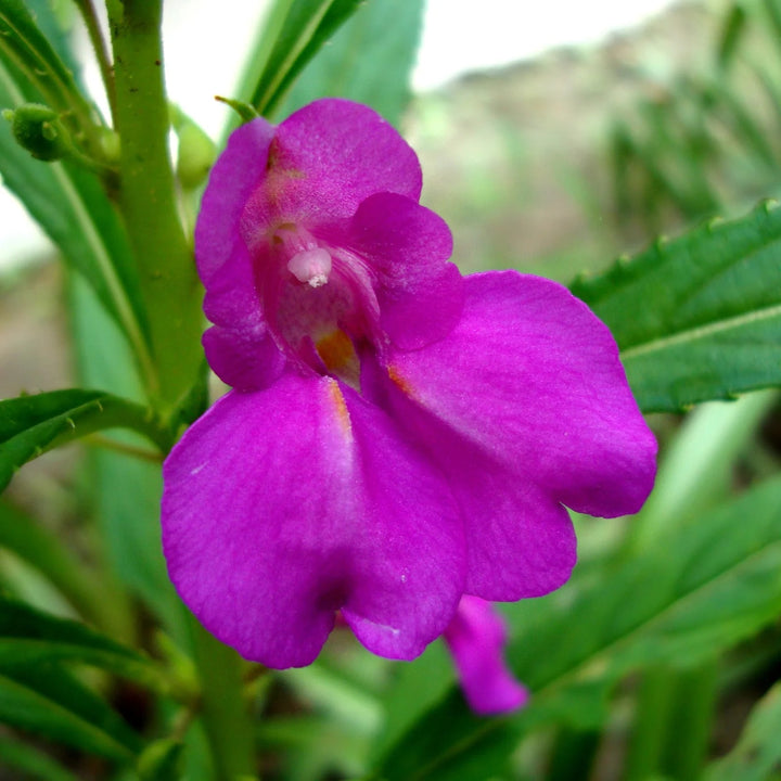Purple Balsam Flower Seeds for Planting – Heirloom, Non-GMO, Vibrant Colors, High Germination