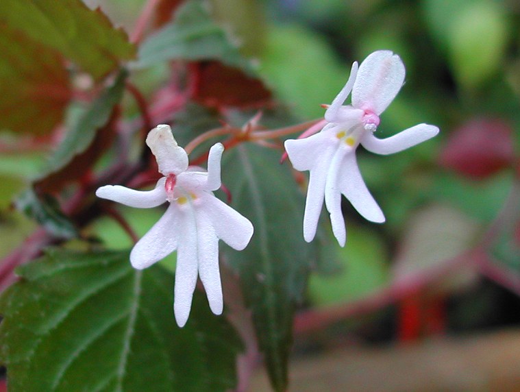 Impatiens Bequaertii Flower Seeds for Planting – Fragrant Blossoms, He –  Earthechoseeds