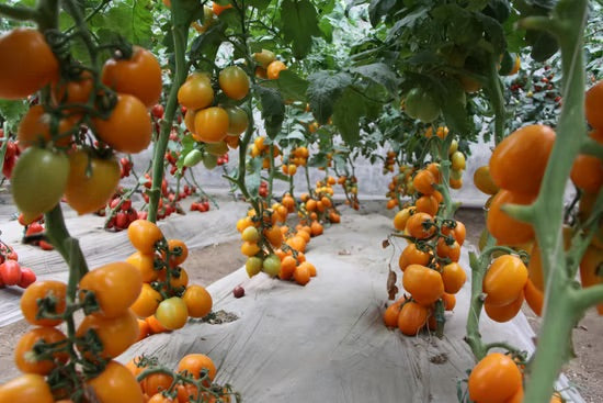 Red Yellow Tomato Vegetable Seeds for Planting – Heirloom &amp; Non-GMO Garden Seeds