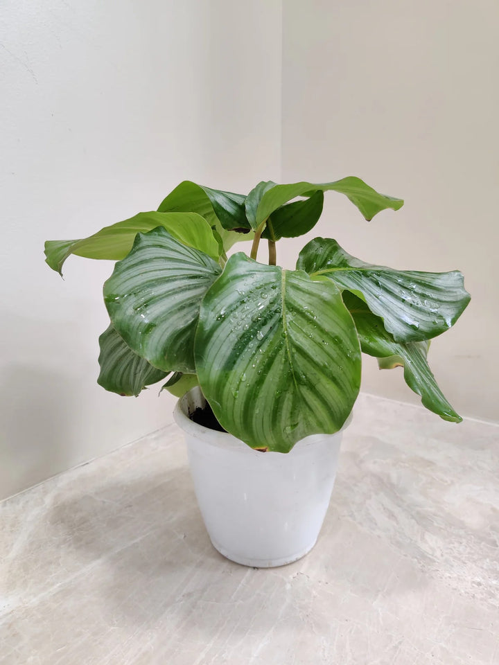 Calathea Orbifolia Flower Seeds for Planting – Heirloom, Non-GMO, High Germination Organic Garden Seeds