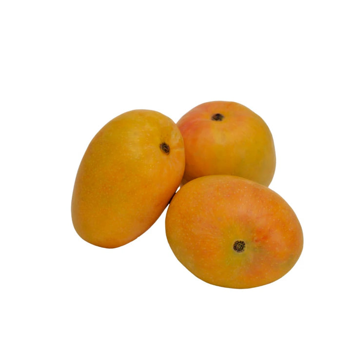 Alphonso Mango fruit seeds for planting - Heirloom & Non-GMO Garden seeds, tropical king mango for home gardens