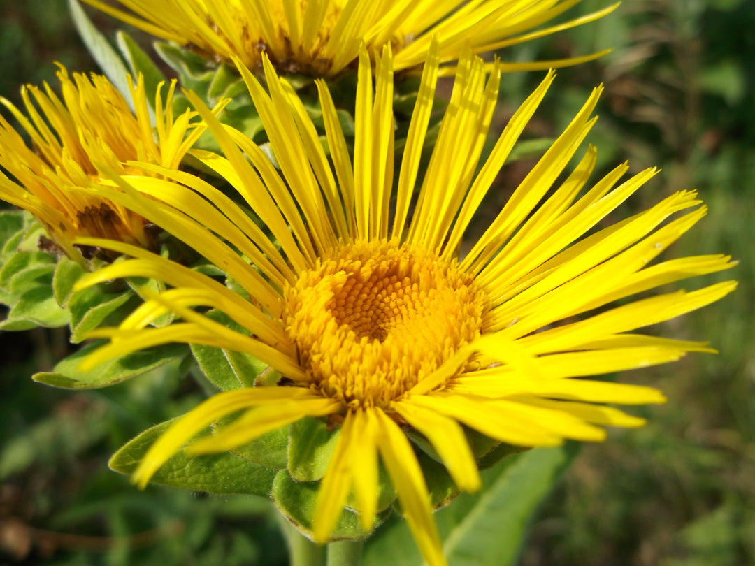Enula Asteraceae Flower Seeds for Planting – Heirloom Non-GMO, High Germination Organic Garden Seeds