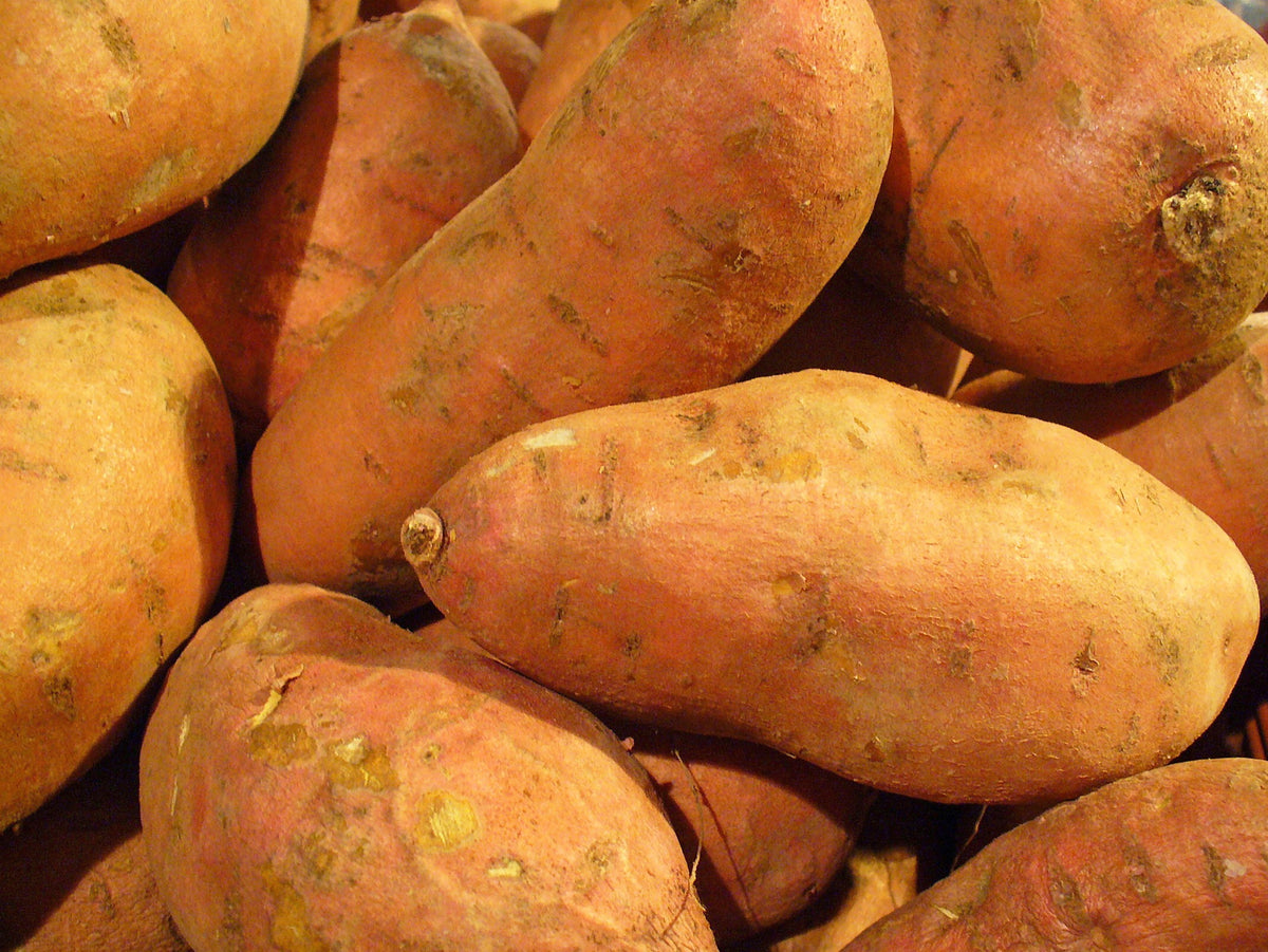 Giant Sweet Potato Seeds for Planting – Heirloom, Non-GMO, High-Yield Organic Garden Seeds – High Germination