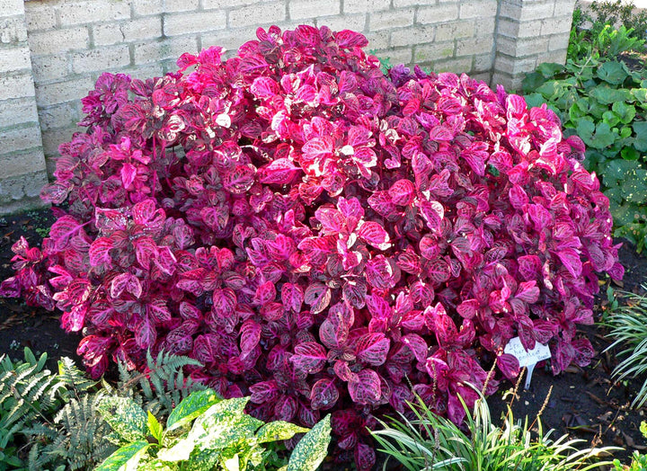 Purple Iresine Flower Seeds for Planting – Heirloom, Non-GMO, Drought Tolerant Organic Garden Seeds