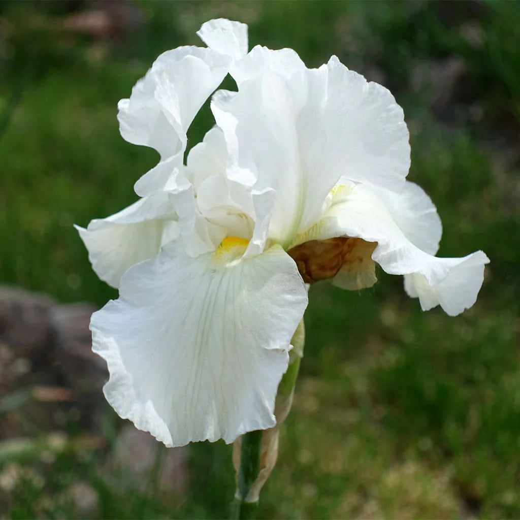 White Eschscholtzia Jardim Flower Seeds 100 pcs - Heirloom, Non-GMO, High Germination Organic Garden Seeds