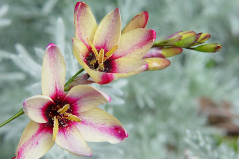 Flower Seeds, Seeds,Seeds For Planting,Plant Seeds