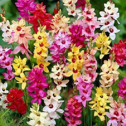Ixia Flower Seeds for Planting – Pollinator Friendly Heirloom Non-GMO, High Germination Organic Garden Seeds