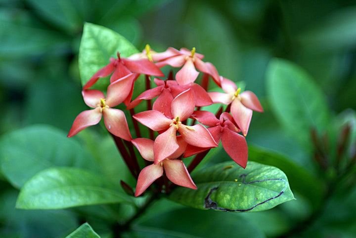 Coccinea Flower Seeds for Planting – Heirloom Non-GMO, High Germination Organic Garden Seeds