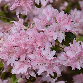 Baby Pink Azalea Flower Seeds for Planting – Heirloom, Non-GMO, Pollinator Friendly Organic Garden Seeds