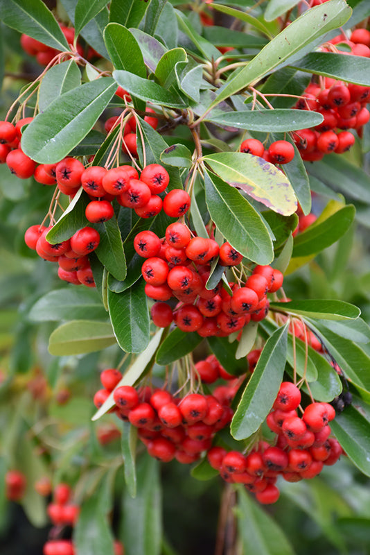 Red Pyracantha Fortuneana Flower Seeds for Planting | Heirloom Non-GMO Organic Garden Seeds