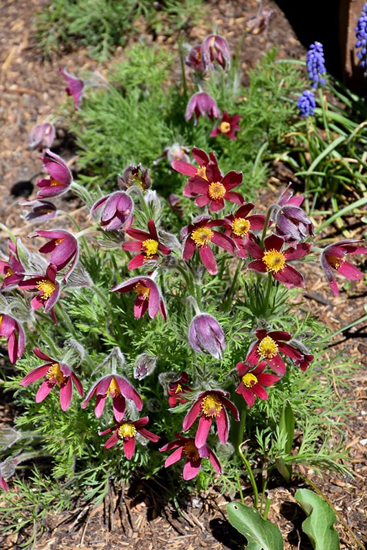 Mixed Anemone Pulsatilla Flower Seeds for Planting | Heirloom Non-GMO High Germination Organic Garden Seeds