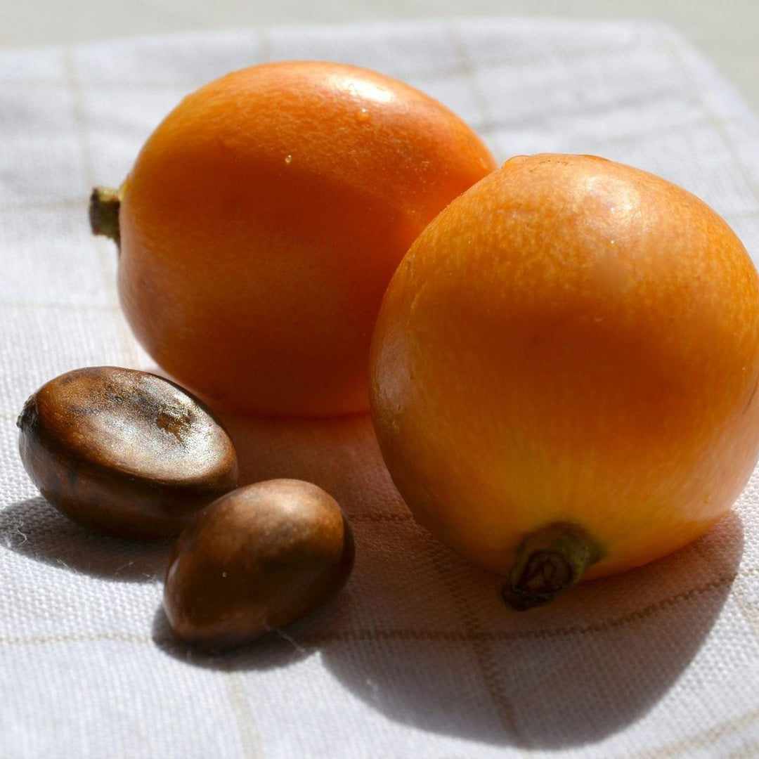 Tanaka Loquat fruit seeds for planting – Heirloom & Non-GMO garden seeds, rare hardy fruit tree variety
