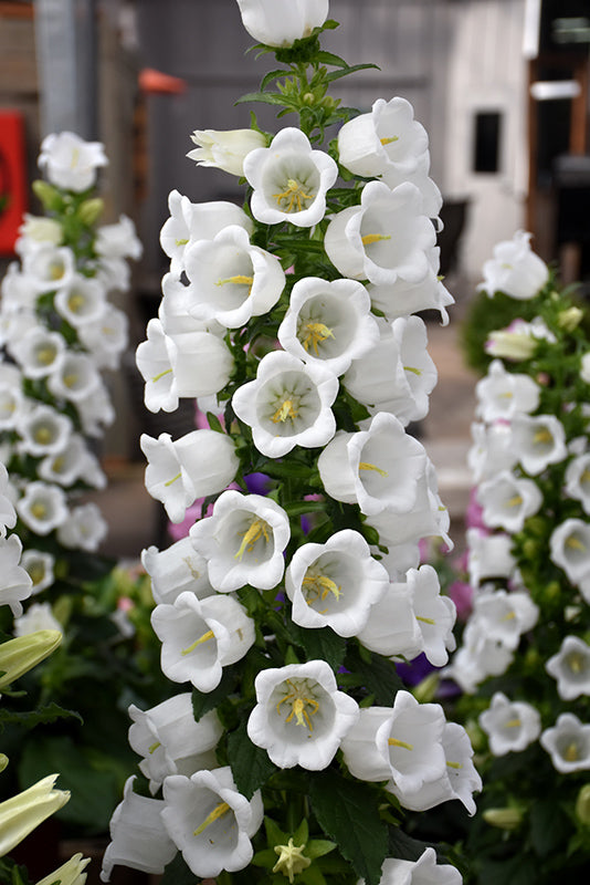 White Canterbury Bells Flower Seeds for Planting – Heirloom, Non-GMO, Vibrant Colors, High Germination
