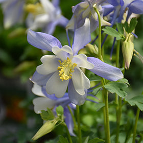 Light Blue White Aquilegia Flower Seeds for Planting – Heirloom, Non-GMO, High Germination Organic Seeds