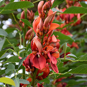 Dark Orange Erythrina Crista Galli Flower Seeds for Planting – Heirloom Non-GMO, High Germination Garden Seeds
