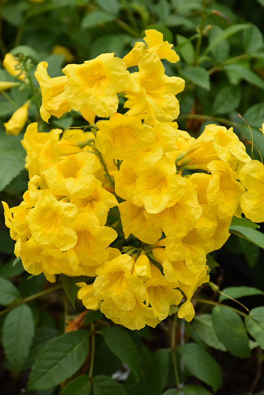 Esperanza Flower Seeds for Planting – Heirloom Non-GMO, High Germination Organic Garden Seeds