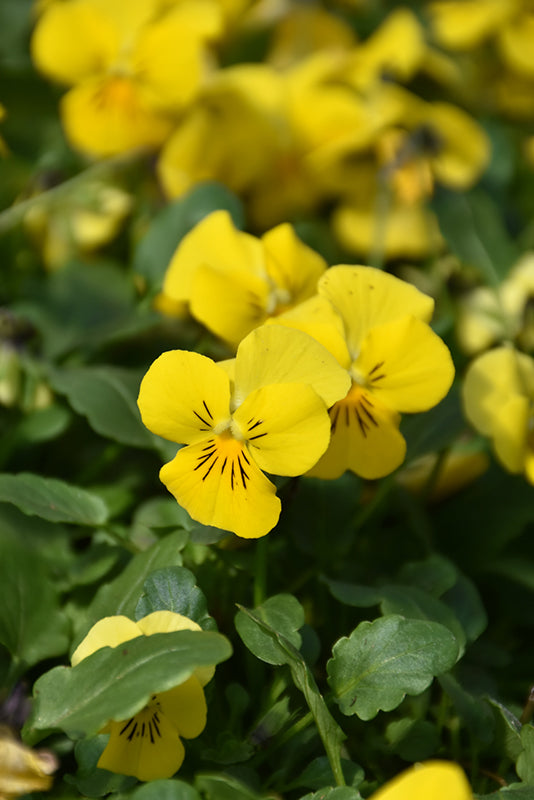 Yellow Pansy Flower Seeds for Planting – Heirloom, Non-GMO, Vibrant Color High Germination Seeds
