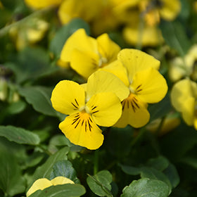Yellow Pansy Flower Seeds for Planting – Heirloom, Non-GMO, High Germination Organic Garden Seeds