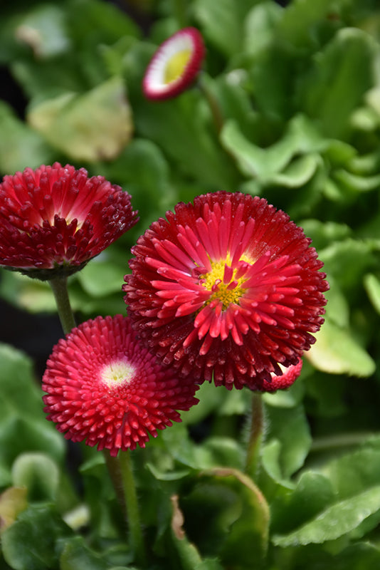 Red Bellis Flower Seeds for Planting – Heirloom Non-GMO, High Germination Organic Garden Seeds