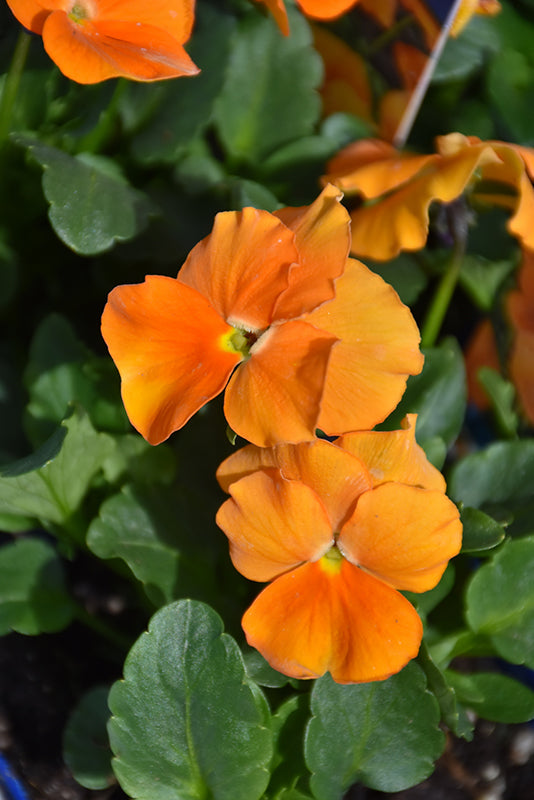 Orange Viola Sorbet Flower Seeds for Planting | Heirloom Non-GMO Organic Garden Seeds