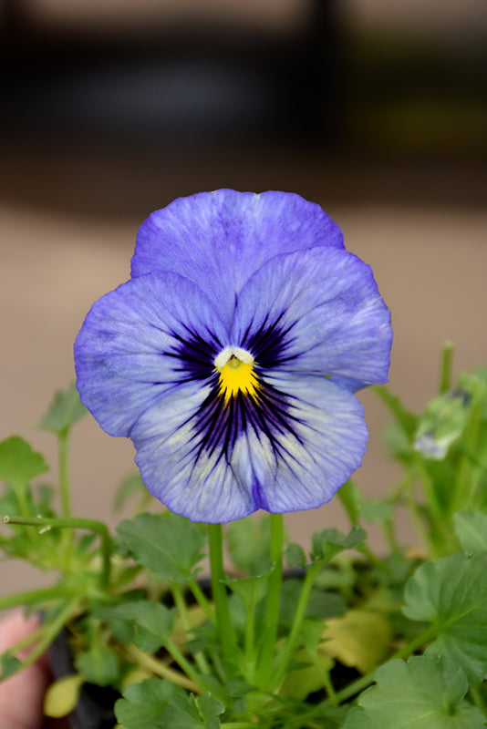 White Blue Pansy Flower Seeds for Planting – Heirloom, Non-GMO, Shade Tolerant High Germination Seeds