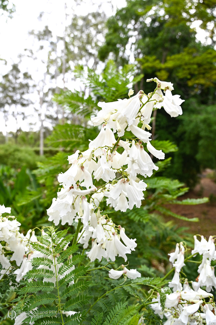 White Jacaranda Flower Seeds for Planting – Heirloom, Non-GMO, Pollinator Friendly, High Germination