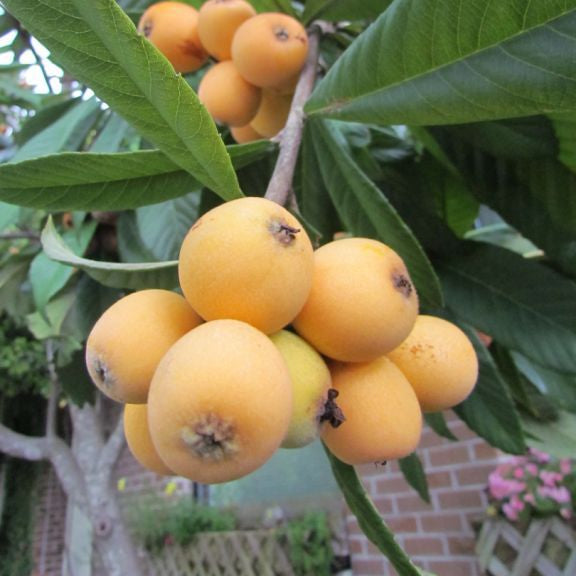 Big Jim Loquat fruit seeds for planting - Heirloom & Non-GMO garden seeds, rare variety for small garden trees