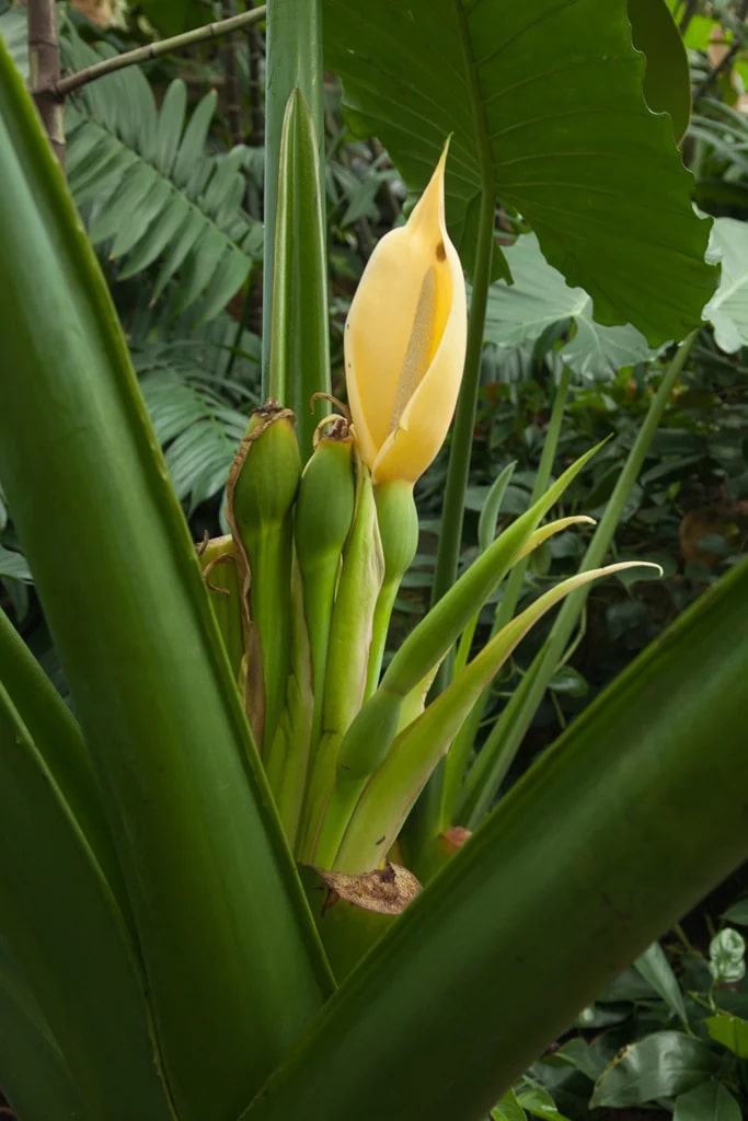 Alocasia Flower Seeds for Planting – Heirloom Non-GMO, High Germination Organic Garden Seeds