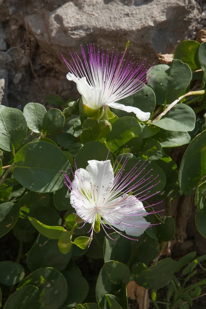 White Capparis Flower Seeds for Planting – Heirloom Non-GMO, High Germination Organic Garden Seeds