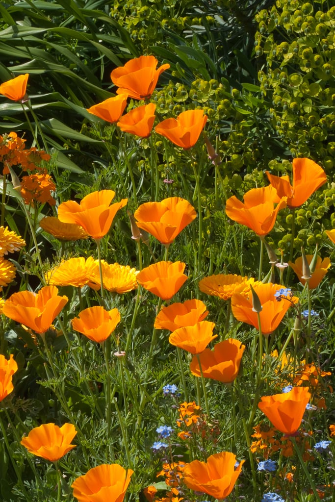 Orange Eschscholtzia Jardim Flower Seeds for Planting – Heirloom, Non-GMO, High Germination Organic Garden Seeds