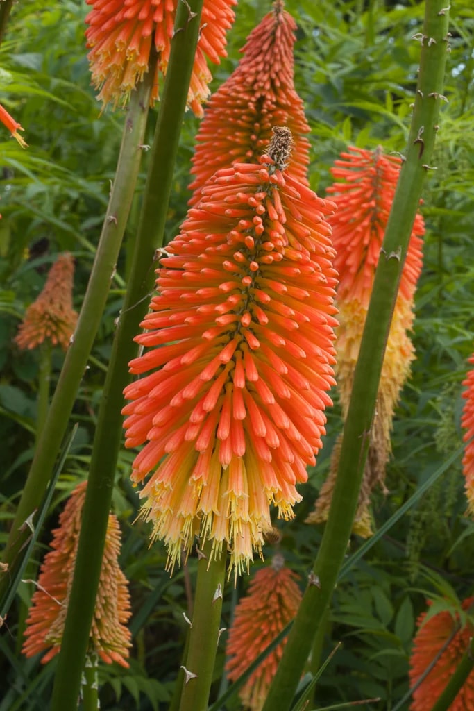 Kniphofia Flower Seeds for Planting - Heirloom, Non-GMO, Shade Tolerant Organic Garden Seeds
