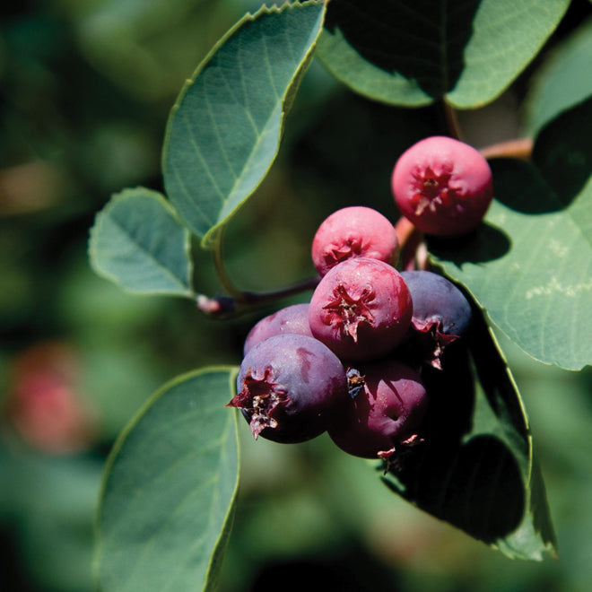 Juneberry fruit seeds for planting – Heirloom & Non-GMO garden seeds, sweet berries for nutritious harvests