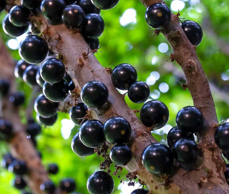 Black Jaboticaba Grape Fruit Seeds for Planting – Heirloom Non-GMO Exotic High Germination Organic Garden Seeds